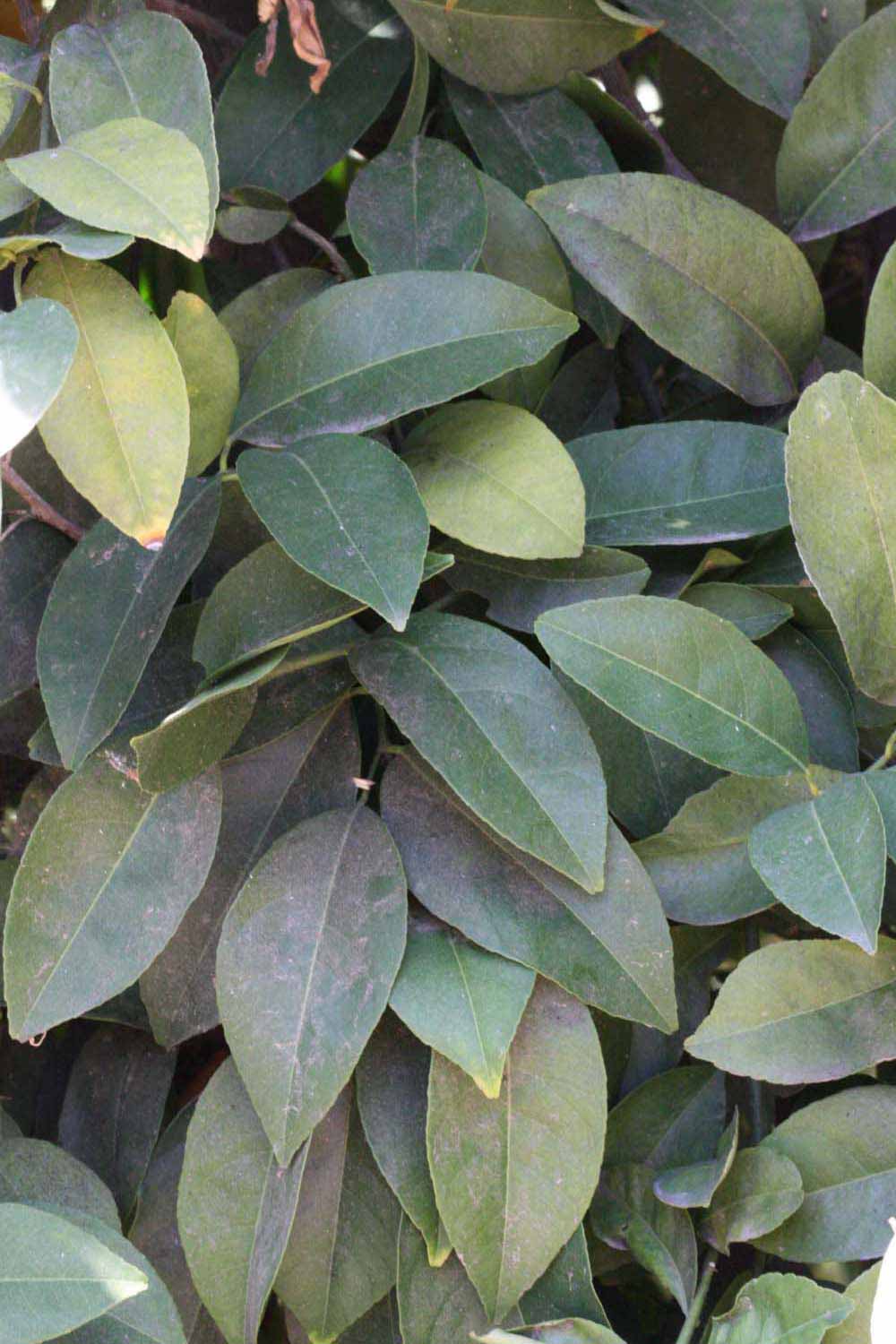            Shade leaves (Riverside, CA)   